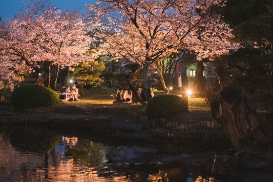 令和６年お花見について（夜桜ライトアップ）